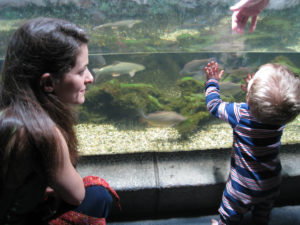 toddler looking at the fish